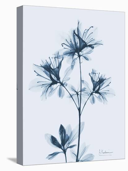 Azalea in Blue II-Albert Koetsier-Stretched Canvas