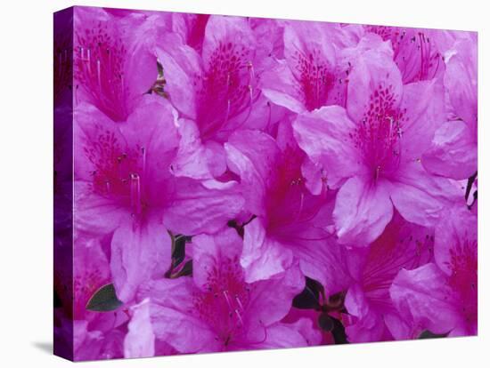 Azalea Rhododendron-Daisy Gilardini-Premier Image Canvas