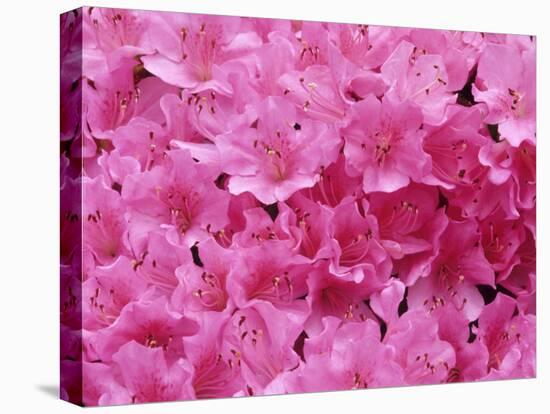 Azalea Rhododendron-Daisy Gilardini-Premier Image Canvas