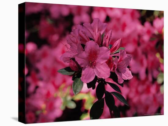 Azalea, Texas, USA-Dee Ann Pederson-Premier Image Canvas