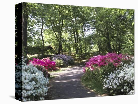 Azalea Way, Botanical Gardens, Bronx, NY-Lauree Feldman-Premier Image Canvas