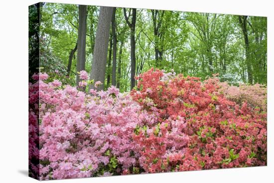 Azalea Woods, Winterthur, Delaware, USA-Lisa S. Engelbrecht-Premier Image Canvas