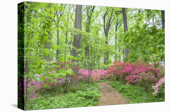 Azalea Woods, Winterthur, Delaware, Usa-Lisa S. Engelbrecht-Premier Image Canvas