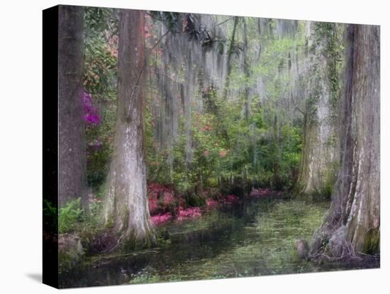 Azaleas and Cypress Trees in Magnolia Gardens, South Carolina, USA-Nancy Rotenberg-Premier Image Canvas