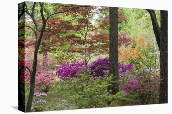 Azaleas and Japanese Maples at Azalea Path Arboretum and Botanical Gardens, Hazleton, Indiana-Richard and Susan Day-Premier Image Canvas