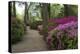 Azaleas and Rhodendrons-Natalie Tepper-Stretched Canvas