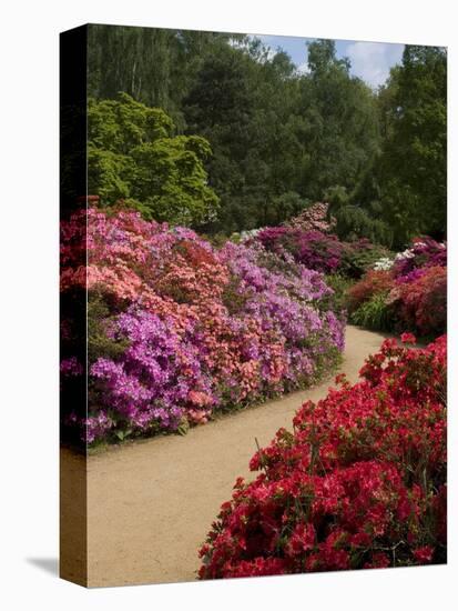 Azaleas and Rhododendrons, Isabella Plantation, Richmond Park, Richmond, Surrey, England, Uk-null-Premier Image Canvas