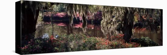 Azaleas and Willow Trees in a Park, Charleston, Charleston County, South Carolina, USA-null-Premier Image Canvas