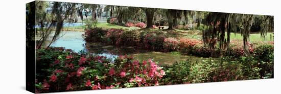 Azaleas and Willow Trees in a Park, Charleston, Charleston County, South Carolina, USA-null-Premier Image Canvas