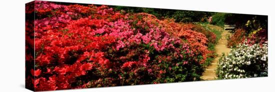 Azaleas in a Garden, Winkworth Arboretum, Surrey, England-null-Premier Image Canvas