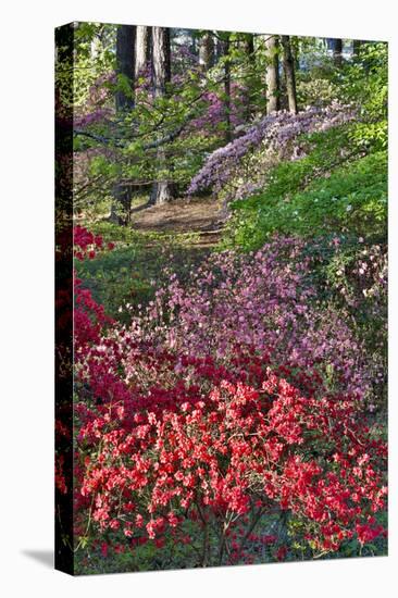 Azaleas in bloom under pine trees, Georgia-Darrell Gulin-Premier Image Canvas