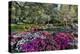 Azaleas in full bloom, Charleston, South Carolina-Darrell Gulin-Premier Image Canvas