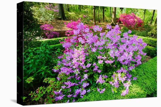 Azaleas in spring in National Arboretum, Washington D.C.-null-Premier Image Canvas