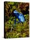 Azure Dart Frog Dendrobates Azureus Native to Northern South America-David Northcott-Premier Image Canvas