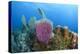 Azure Vase Sponge, Hol Chan Marine Reserve, Belize-Pete Oxford-Premier Image Canvas