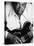 B.B. King-John Shearer-Premier Image Canvas