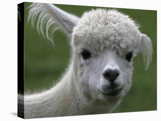 B.C., a 3-Year-Old Alpaca, at the Nu Leafe Alpaca Farm in West Berlin, Vermont-Toby Talbot-Premier Image Canvas