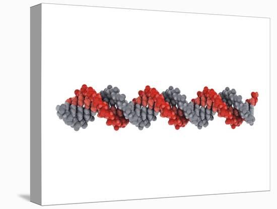 B-DNA Molecule-Visual Science-Premier Image Canvas