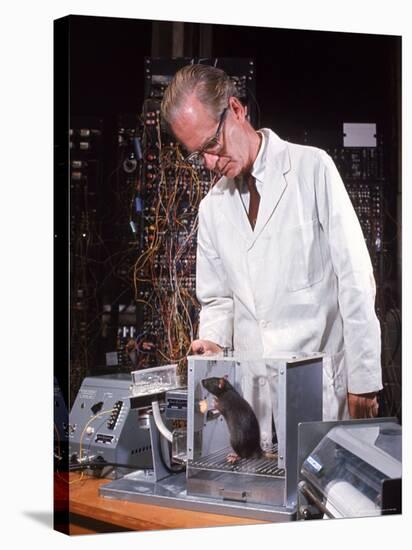 B. Frederic Skinner at Harvard Training Rat in "Skinner Box" to Press Lever and Be Rewarded-Nina Leen-Premier Image Canvas