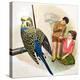 B Is for Budgerigars, Illustration from 'Treasure'-Clive Uptton-Premier Image Canvas