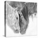 B&W Horses VII-PHBurchett-Stretched Canvas