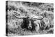 B&W Longhorn III-Tyler Stockton-Premier Image Canvas