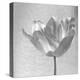 B&W Tulip-Gail Peck-Stretched Canvas