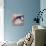 Babe-Cristina Salas Mendoza-Premier Image Canvas displayed on a wall