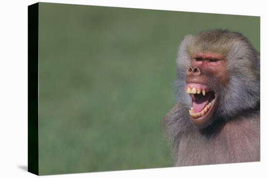 Baboon Baring Teeth-DLILLC-Premier Image Canvas