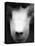 Baboon Face-Henry Horenstein-Premier Image Canvas