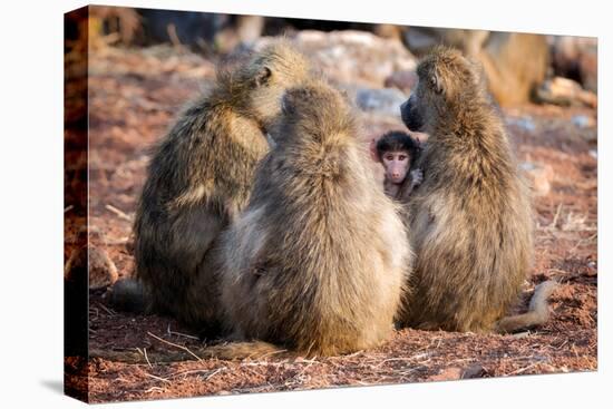 Baboon family, Botswana, Africa-Karen Deakin-Premier Image Canvas