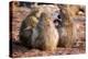 Baboon family, Botswana, Africa-Karen Deakin-Premier Image Canvas