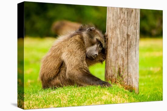 Baboon Resting, Johannesburg, South Africa, Africa-Laura Grier-Premier Image Canvas