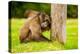 Baboon Resting, Johannesburg, South Africa, Africa-Laura Grier-Premier Image Canvas