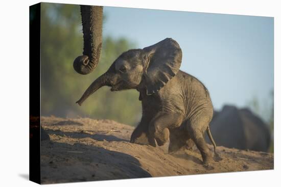 Baby African Elephant (Loxodonta Africana), Climbing Up A Riverbank, Chobe National Park, Botswana-Wim van den Heever-Premier Image Canvas