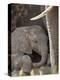 Baby African Elephant (Loxodonta Africana), Kruger National Park, South Africa, Africa-James Hager-Premier Image Canvas