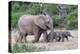 Baby African Elephants and Mom-Four Oaks-Premier Image Canvas