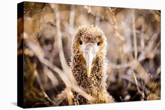 Baby albatross on Epanola Island, Galapagos Islands, Ecuador, South America-Laura Grier-Premier Image Canvas