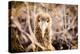 Baby albatross on Epanola Island, Galapagos Islands, Ecuador, South America-Laura Grier-Premier Image Canvas