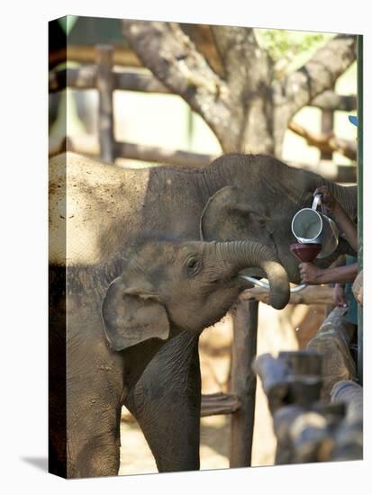 Baby Asian Elephants Being Fed, Uda Walawe Elephant Transit Home, Sri Lanka, Asia-Peter Barritt-Premier Image Canvas