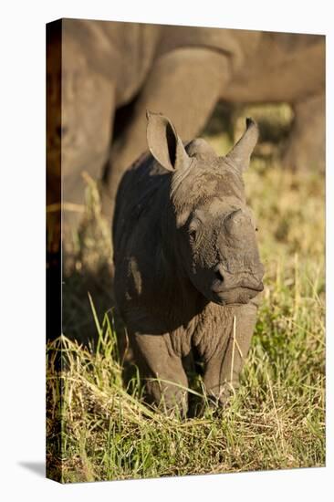 Baby Black Rhino, Sabi Sabi Reserve, South Africa-Paul Souders-Premier Image Canvas