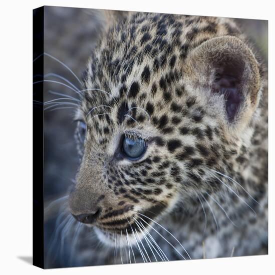 Baby Blue Eyed Leopard Masai Mara, Kenya Africa-Darrell Gulin-Premier Image Canvas