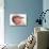 Baby Boy-Ruth Jenkinson-Premier Image Canvas displayed on a wall