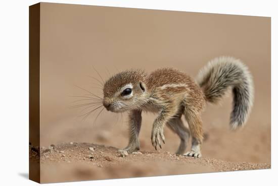 Baby Cape Ground Squirrel (Xerus Inauris)-James Hager-Premier Image Canvas