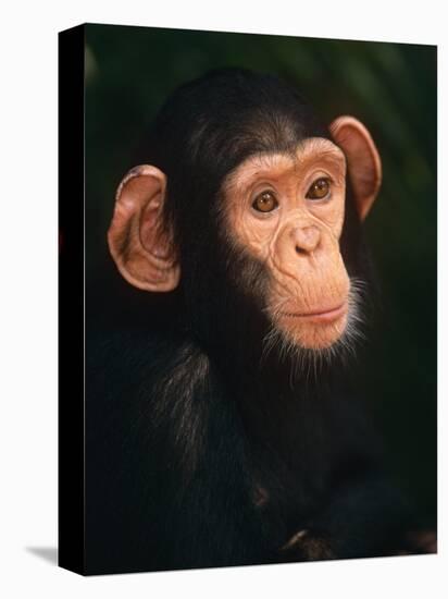 Baby Chimpanzee Portrait, from Central Africa-Pete Oxford-Premier Image Canvas