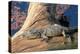 Baby Crocodile-AndamanSE-Premier Image Canvas