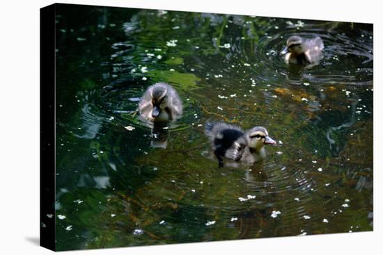 Baby Ducks on Pond-null-Stretched Canvas