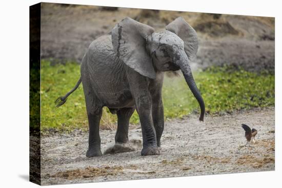 Baby elephant chasing bird (L. africana), Tarangire National Park, Tanzania, East Africa, Africa-Ashley Morgan-Premier Image Canvas