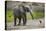 Baby elephant chasing bird (L. africana), Tarangire National Park, Tanzania, East Africa, Africa-Ashley Morgan-Premier Image Canvas