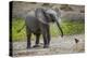 Baby elephant chasing bird (L. africana), Tarangire National Park, Tanzania, East Africa, Africa-Ashley Morgan-Premier Image Canvas